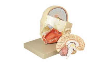 EISCO Human Head with Brain Model