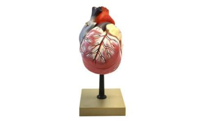 EISCO Human Heart Model, 2x Life Size