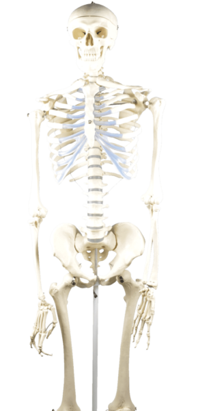 Eisco Basic Human Skeleton Model - Rod Mounted