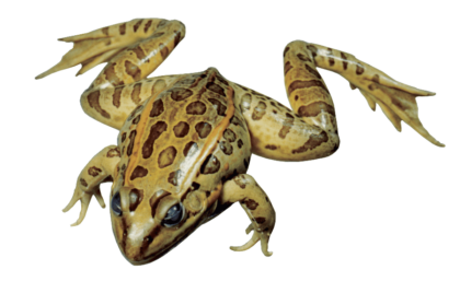 Frey Choice Preserved Grass Frogs, Double Injected