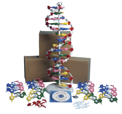Frey Scientific DNA Model Set with Instructional CD