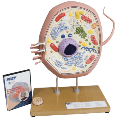 Frey Scientific Typical Animal Cell Model