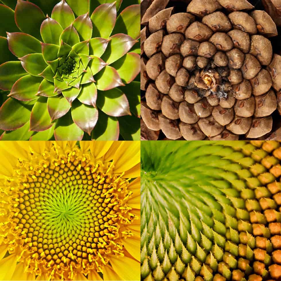 fibonacci sequence nature split end peeling