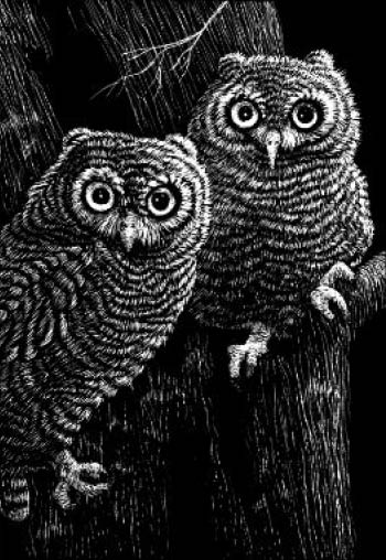 Sgraffito Owls