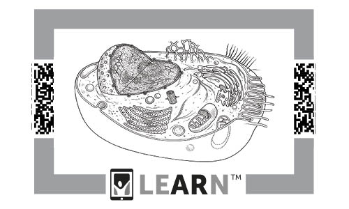Animal Cell Augmented Reality Learning Lesson Plan