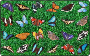 Childcraft-Photo-Fun-Butterfly-Seating-Carpet-2009624