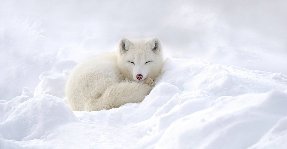 sleeping arctic fox with white fur camouflage in the winter snow
