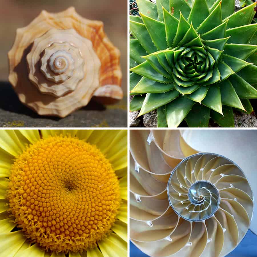 golden ratio spirals in nature
