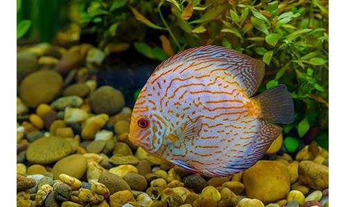 pompadour fish