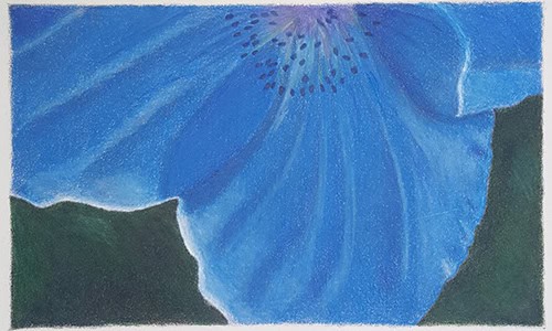 blue flower drawing made with colored pencils