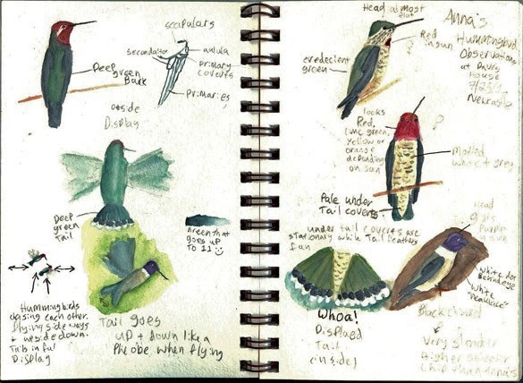 nature journal with sketches and details of birds