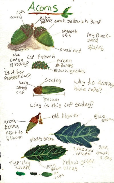 nature journal entry from fiona gillogly showing sketches and observations of acorns and leaves